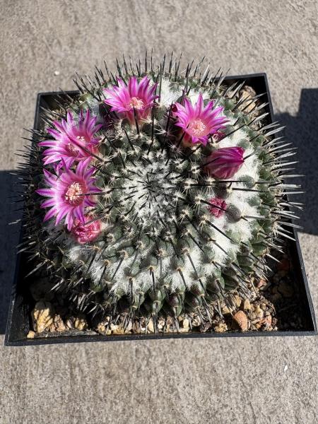 Mammillaria polythele